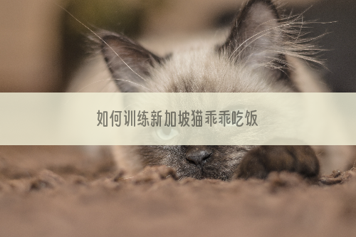 如何训练新加坡猫乖乖吃饭