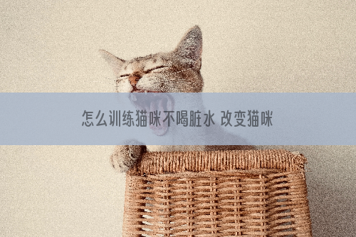 怎么训练猫咪不喝脏水 改变猫咪喝脏水习惯方法