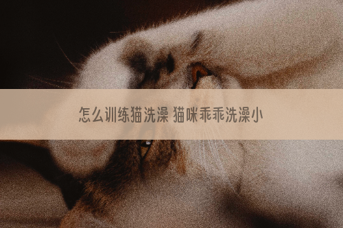 怎么训练猫洗澡 猫咪乖乖洗澡小技巧