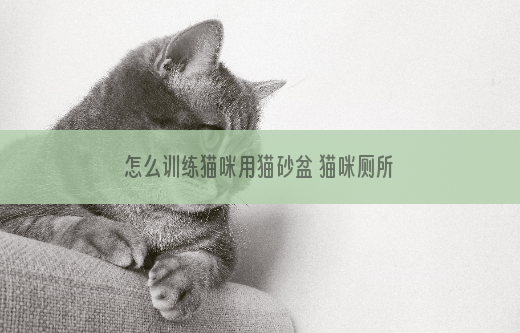 怎么训练猫咪用猫砂盆 猫咪厕所训练方法
