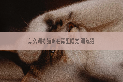 怎么训练猫咪在窝里睡觉 训练猫咪宠物窝睡觉方法