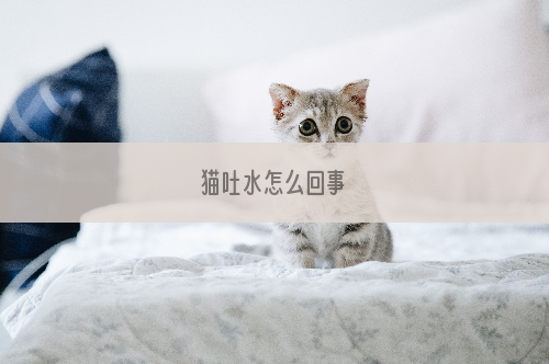 猫吐水怎么回事