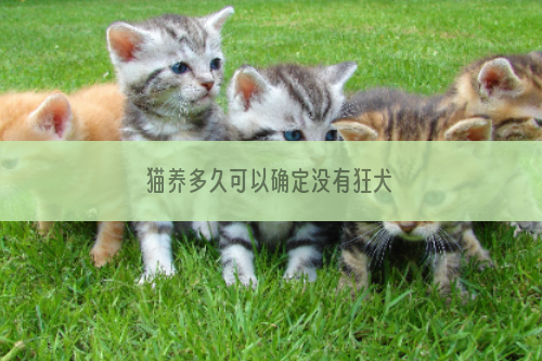 猫养多久可以确定没有狂犬