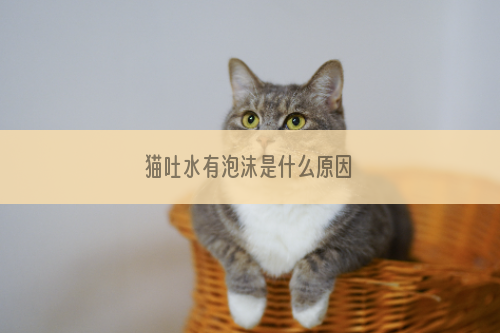猫吐水有泡沫是什么原因