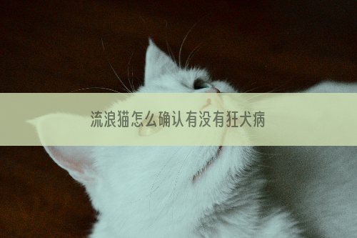 流浪猫怎么确认有没有狂犬病