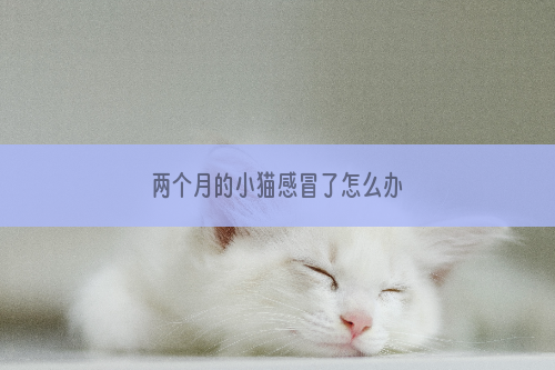 两个月的小猫感冒了怎么办