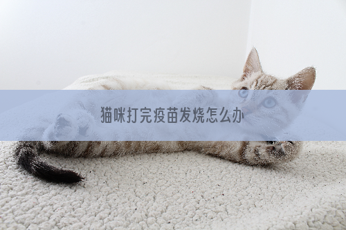 猫咪打完疫苗发烧怎么办