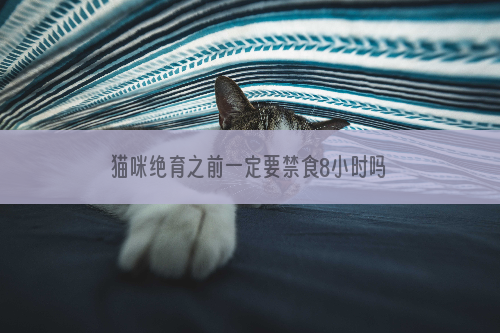 猫咪绝育之前一定要禁食8小时吗