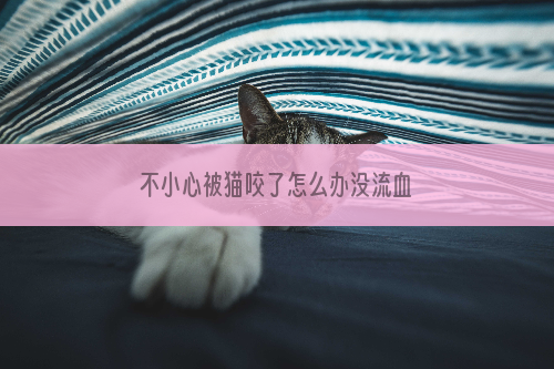 不小心被猫咬了怎么办没流血