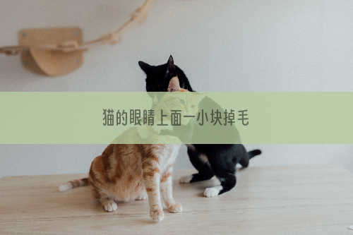 猫的眼睛上面一小块掉毛