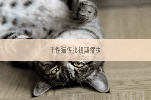 干性猫传腹初期症状