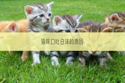 猫咪口吐白沫的原因