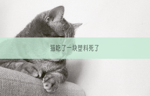 猫吃了一块塑料死了