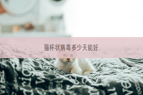 猫杯状病毒多少天能好