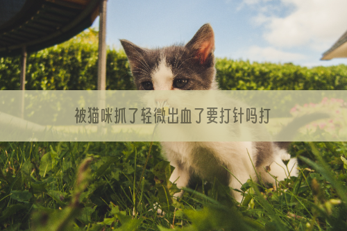 被猫咪抓了轻微出血了要打针吗打几针