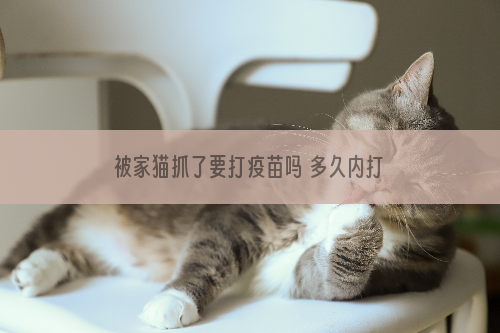 被家猫抓了要打疫苗吗 多久内打