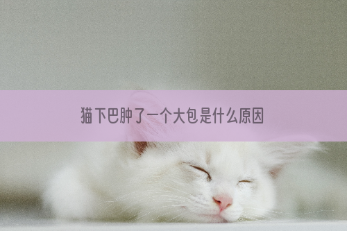 猫下巴肿了一个大包是什么原因