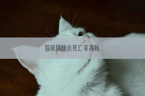 猫咪胰腺炎死亡率高吗
