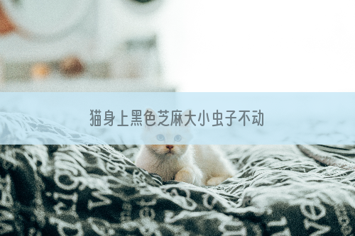 猫身上黑色芝麻大小虫子不动