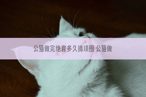 公猫做完绝育多久摘项圈 公猫做完绝育多久摘圈