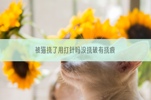 被猫挠了用打针吗没挠破有挠痕