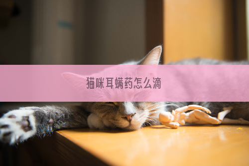 猫咪耳螨药怎么滴