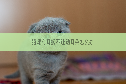 猫咪有耳螨不让动耳朵怎么办