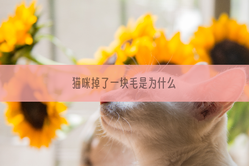 猫咪掉了一块毛是为什么