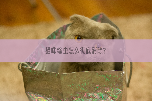 猫咪绦虫怎么彻底消除?