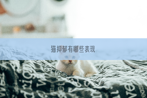 猫抑郁有哪些表现