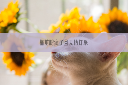 猫前腿瘸了且无精打采