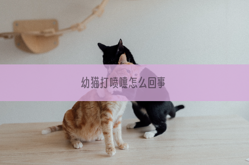 幼猫打喷嚏怎么回事
