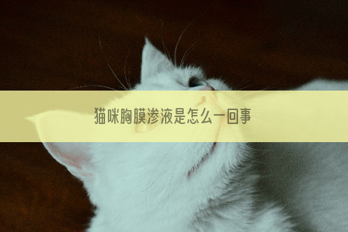 猫咪胸膜渗液是怎么一回事