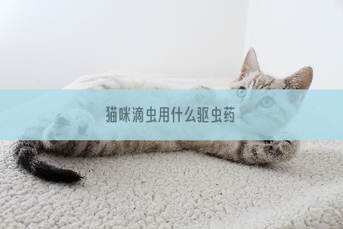 猫咪滴虫用什么驱虫药