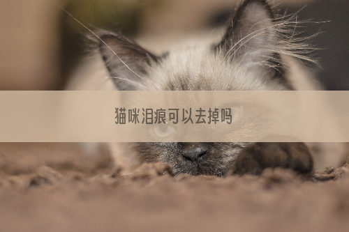 猫咪泪痕可以去掉吗