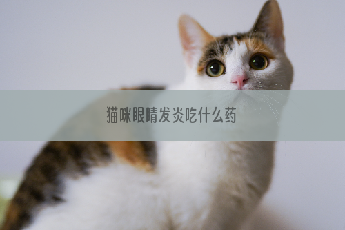 猫咪眼睛发炎吃什么药