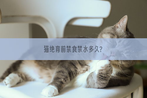 猫绝育前禁食禁水多久?