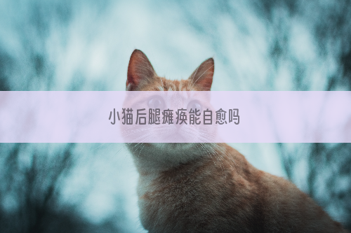 小猫后腿瘫痪能自愈吗