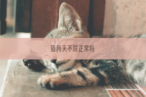 猫两天不尿正常吗