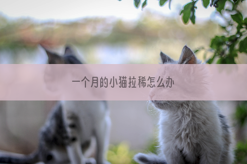 一个月的小猫拉稀怎么办