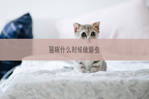 猫咪什么时候做驱虫