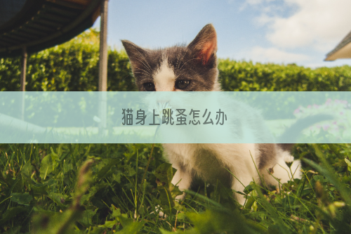 猫身上跳蚤怎么办