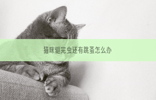 猫咪驱完虫还有跳蚤怎么办