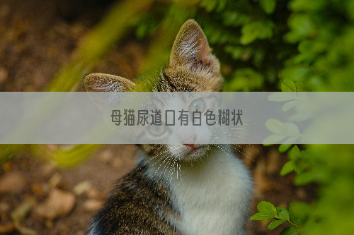 母猫尿道口有白色糊状