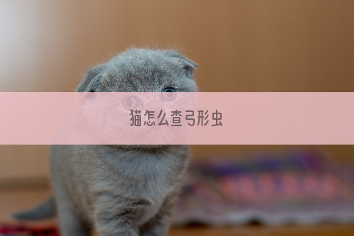 猫怎么查弓形虫