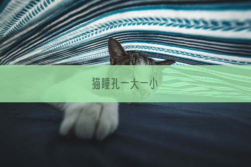 猫瞳孔一大一小