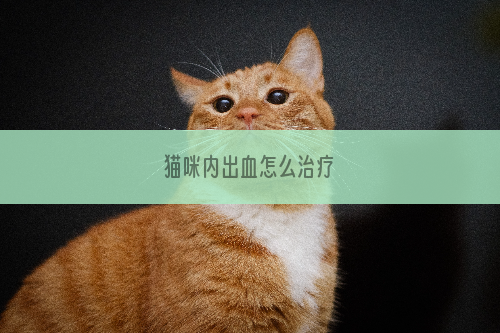 猫咪内出血怎么治疗