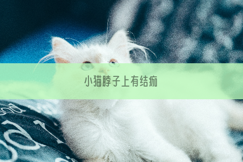 小猫脖子上有结痂