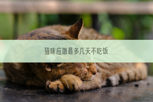 猫咪应激最多几天不吃饭