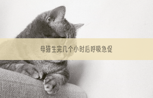 母猫生完几个小时后呼吸急促